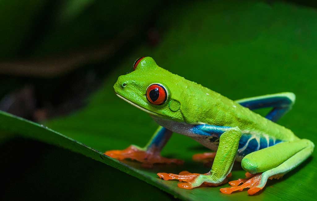 Red-eyed Green Tree Frog Keychain (pack Of 6) - Science And Nature