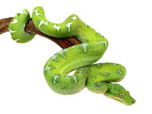 Load image into Gallery viewer, Emerald Tree Boa