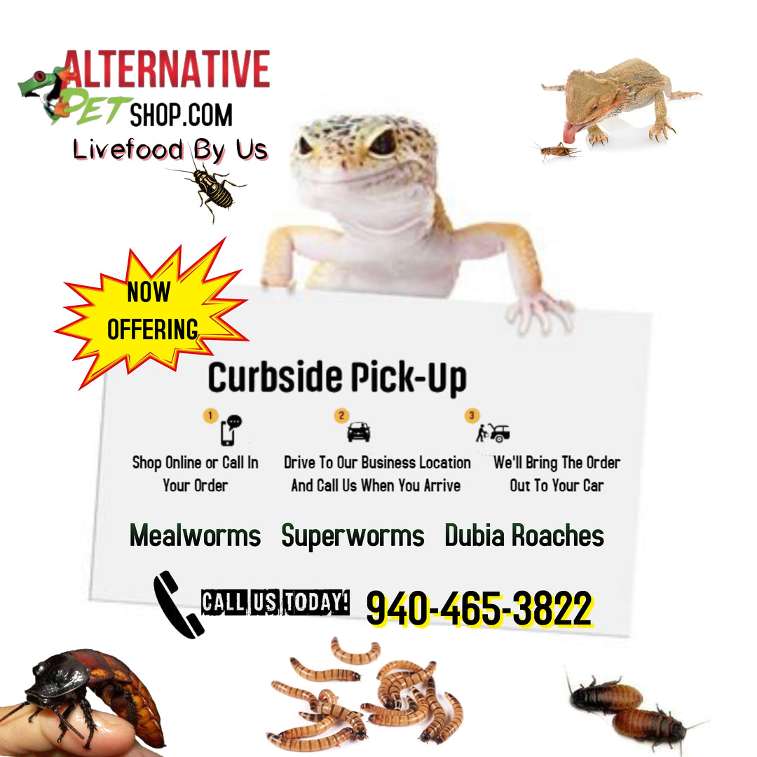 Food for My Reptile For Sale