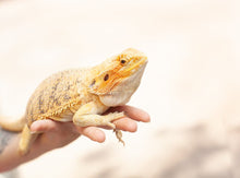 Load image into Gallery viewer, Bearded Dragon