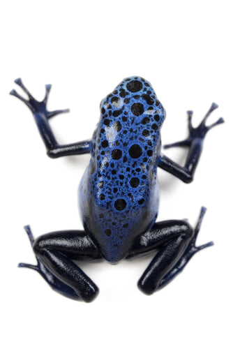 Blue Azureus Dart Frog