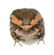 Load image into Gallery viewer, Banded Bullfrog