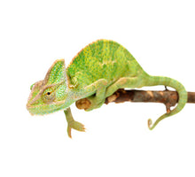 Load image into Gallery viewer, Veiled Chameleon