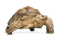 Load image into Gallery viewer, Sulcata Tortoise