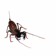 Load image into Gallery viewer, Vinegaroon Scorpion