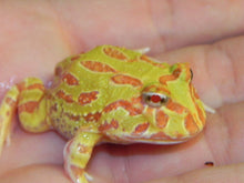 Load image into Gallery viewer, Albino Pacman Frog