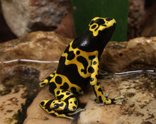 Load image into Gallery viewer, Bumblebee Dart Frog