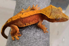 Load image into Gallery viewer, Crested Gecko