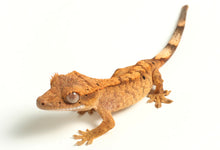Load image into Gallery viewer, Crested Gecko