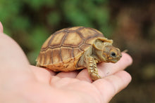 Load image into Gallery viewer, Sulcata Tortoise