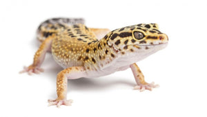 Leopard Gecko