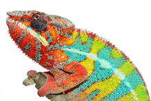 Load image into Gallery viewer, Ambilobe Panther Chameleon