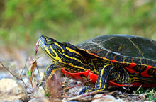 Load image into Gallery viewer, Western Painted Turtle