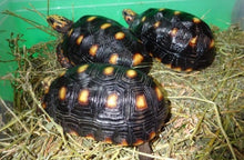 Load image into Gallery viewer, Red Foot Tortoise