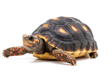 Load image into Gallery viewer, Red Foot Tortoise