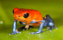 Load image into Gallery viewer, Strawberry Poison Dart Frog