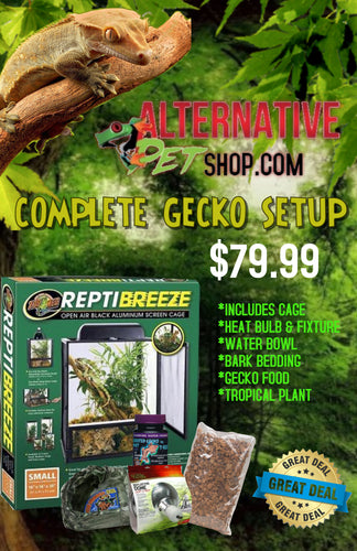 Complete Gecko Setup