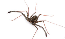 Load image into Gallery viewer, Tailless whip scorpion