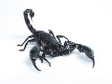 Load image into Gallery viewer, Asian Forest Scorpion