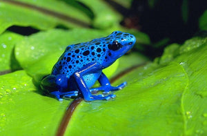 Blue Azureus Dart Frog