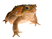 Load image into Gallery viewer, Giant Marine Toad