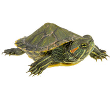 Load image into Gallery viewer, Red Eared Slider