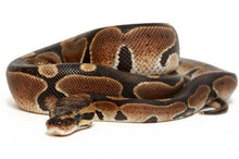 Load image into Gallery viewer, Ball Python