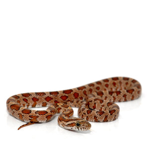 Corn Snake