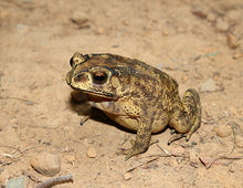 Load image into Gallery viewer, Asian Toad