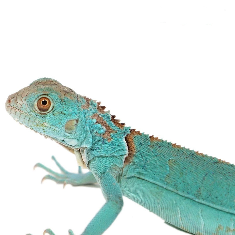 blue iguana clip art