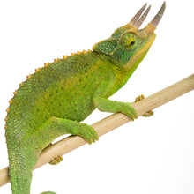 Load image into Gallery viewer, Jackson&#39;s Chameleon