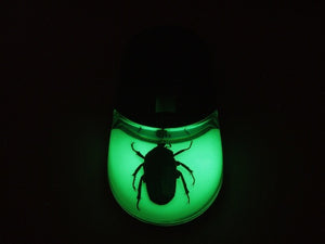 Cordless Computer Mouse Unicorn Green Rose Chafer Glow