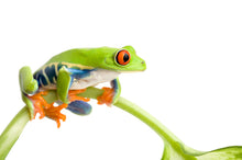 Load image into Gallery viewer, Red Eyed Tree Frog