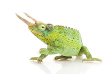 Load image into Gallery viewer, Jackson&#39;s Chameleon