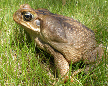 Load image into Gallery viewer, Giant Marine Toad