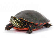Load image into Gallery viewer, Western Painted Turtle