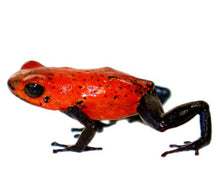 Load image into Gallery viewer, Strawberry Poison Dart Frog