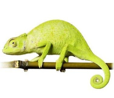 Senegal Chameleon