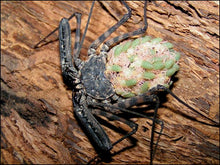 Load image into Gallery viewer, Tailless whip scorpion