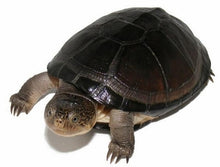 Load image into Gallery viewer, African Sideneck Turtle